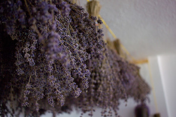 Drying lavender bunches
