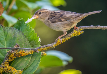 small birds with their colors brighten up the summer