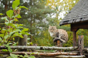 cat on the fence