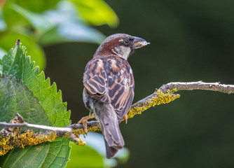 small birds with their colors brighten up the summer