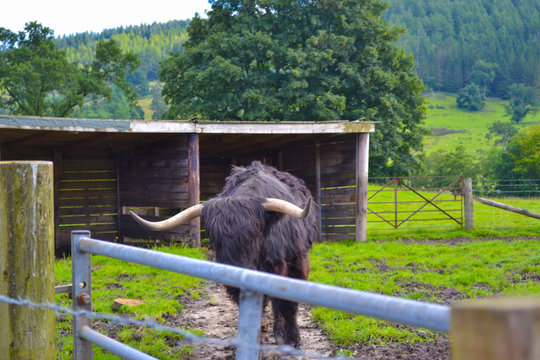 Hamish, The Highland Cow, In Kilmahog, Scotland