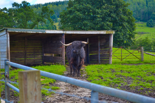 Hamish, The Highland Cow, In Kilmahog, Scotland