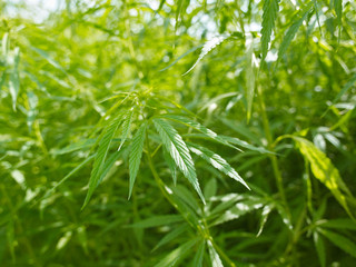 Plants: Closeup of an industrial hemp plant on the edge of a field in Eastern Thuringia