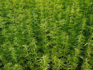 Plants: At the edge of an industrial hemp field in Eastern Thuringia