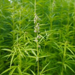 Plants: Closeup of a blooming hemp plant on the edge of an industrial hemp field in Eastern Thuringia