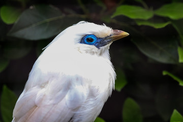 bali starling
