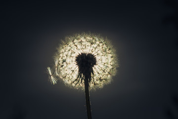 Silhouette of Dandelion. Dandelion macro photo, sun behind flower