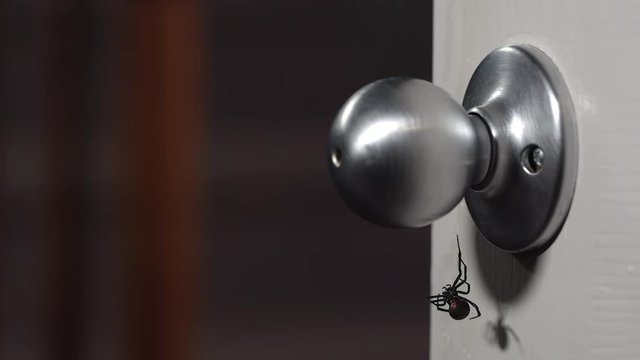 Black Widow Spider hanging on doorknob as person grabs it and quickly pulls hand away.