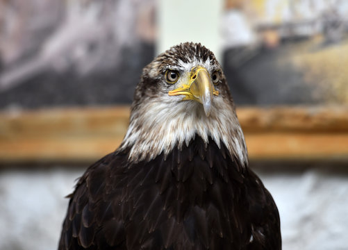 aguila calva americana