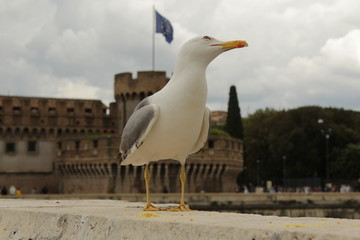 A seagull walking on a bridge