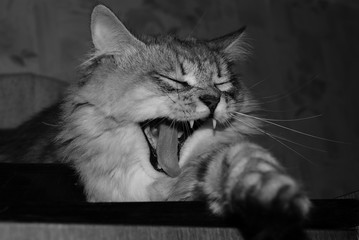 Зевающий  серый кот