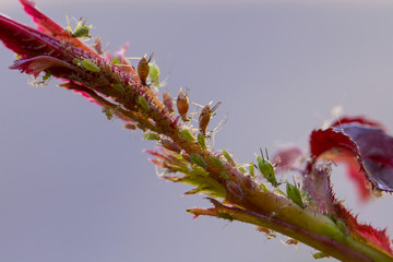 small black aphid on a green leaf in the open air close up