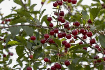 Cherry on the branch grows, ripened red cherry close up