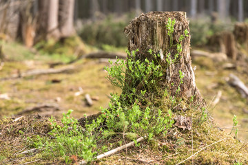 Cut tree with green leafs