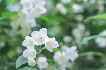 Blooming apple tree with green leaves background. Composition with tender jasmine flowers and space for text