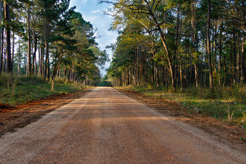 Beautiful Forest Road