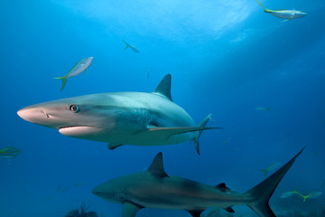 Fototapeta premium Caribbean reef shark