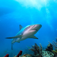 Fototapeta premium Karaibski rekin rafowy