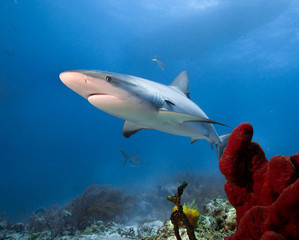 Naklejka premium Caribbean reef shark