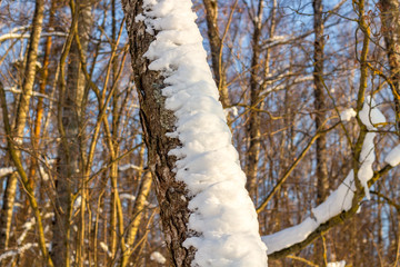 Snow on the tree in the forest in winter
