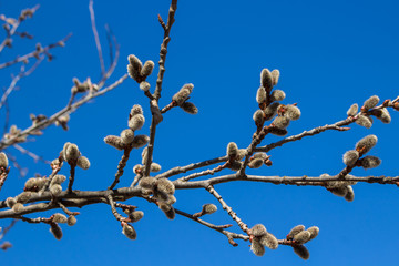 Kidney on branches in spring against the blue sky
