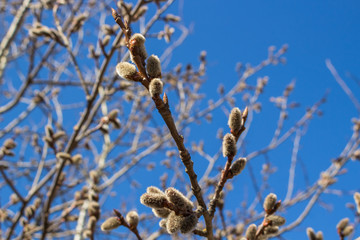 Kidney on branches in spring against the blue sky

