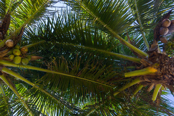 Obraz premium Coqueiro