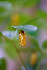 オオゴマダラの蛹