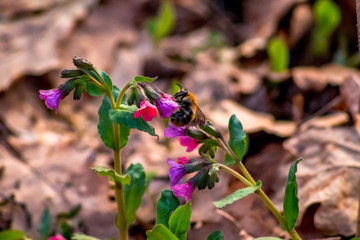 Unspotted lungwort (Pulmonaria obscura) in the spring forest

