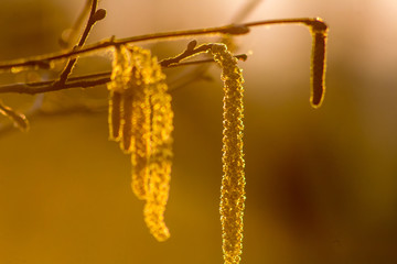 Naklejka premium Wiszące kolczyki leszczyna o zachodzie słońca, makro