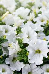 Fototapeta na wymiar Closeup of white petunia flowers in the sun