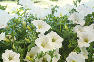  White petunia flowers in the sun