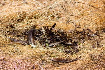 Torn feathers of a bird in a wild field
