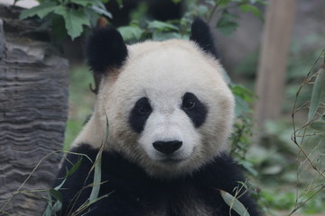 Obraz na płótnie Canvas Funny Giant Panda in Beijing, China