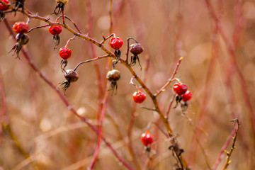 Wild dried dogrose in the field
