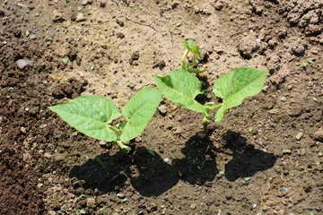 Kidney beans germination / Kitchen garden