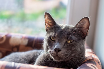 Pure gray cat resting in a basket
