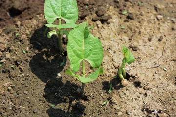 Kidney beans germination / Kitchen garden
