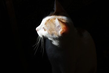The white cat's muzzle is illuminated by the sunlight
