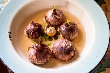 Bulbs of plants in a saucer with water, preparation for planting

