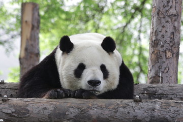 Obraz premium Funny Sleeping Panda in the Afternoon, Siesta after Lunch, Beijing, China