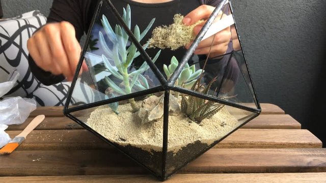 The woman florist decorate glass florarium with succulents at home. close-up. front view
