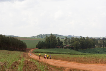 Fototapeta premium Buikwe, Uganda. 17 June 2017. A group of young men and boys carrying water in yellow jerrycans.