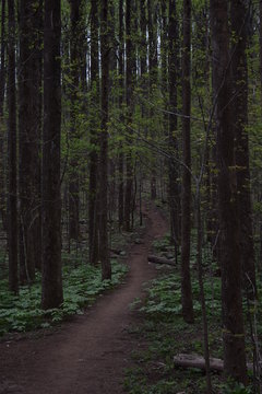 Hiking path in the Appalachian Trail © Joseph