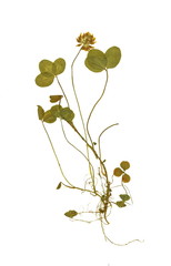 Herbarium with dry pressed plants on white background. trifolium pratense.