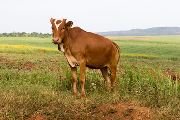 A tied dairy cow. Shot in Uganda in June 2017.