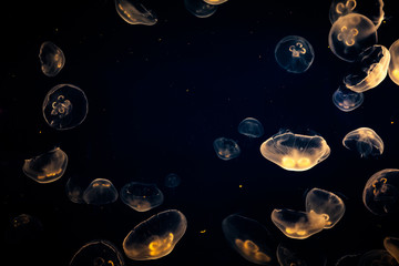 jellyfish swiming in the ocean