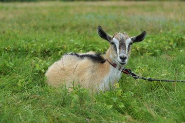Brown goat close-up grazes on a meadow in a summer day on a leash.