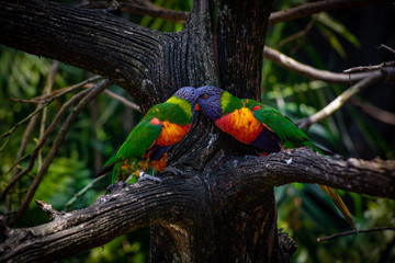 two colorful birds kissing