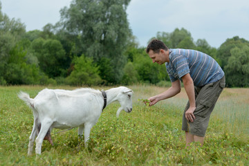 A man feeds a white goat that grazes on a green meadow.